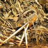 American Woodcock photo by Mick Zerr