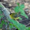 Wilson's Warbler photo by Mick Zerr