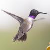 Black-chinned Hummingbird photo by Roger Dietrich