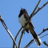 Eastern Towhee photo by Kelly Preheim