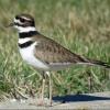 Killdeer photo by Kelly Preheim