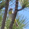 Virginia's Warbler photo by Kelly Preheim