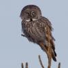 Great Gray Owl photo by Roger Dietrich
