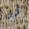 Tricolored Heron photo by Ricky D. Olson