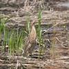 American Bittern photo by Roger Dietrich